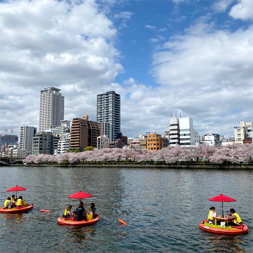 水上から桜を楽しむ