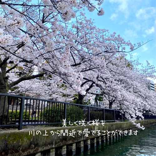 桜並木