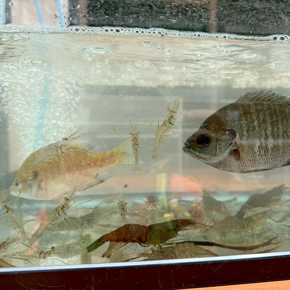 魚を水槽に入れて観察しよう