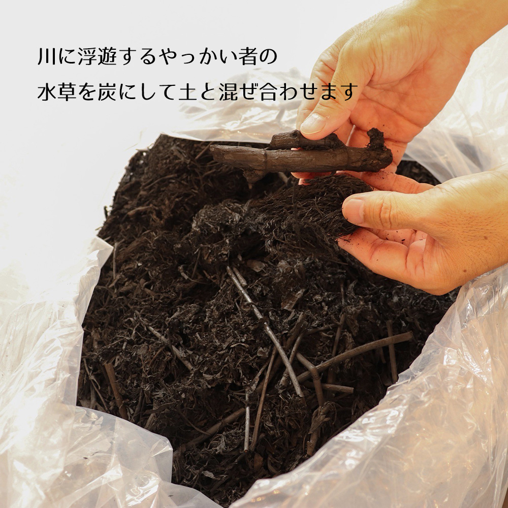 水草の炭を土と混ぜ合わせます